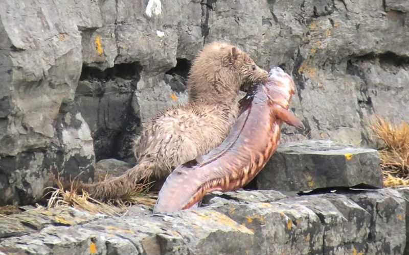 Норка поймала конгрио Норка поймала конгрио