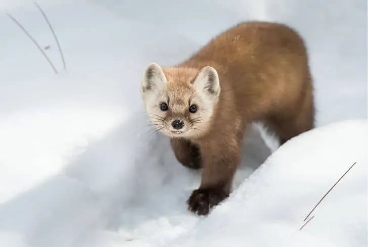Животные, напоминающие хорьков