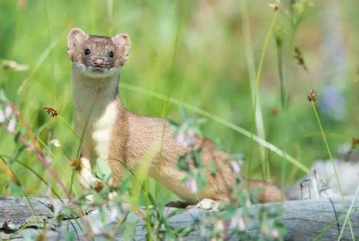 Животные, напоминающие хорьков