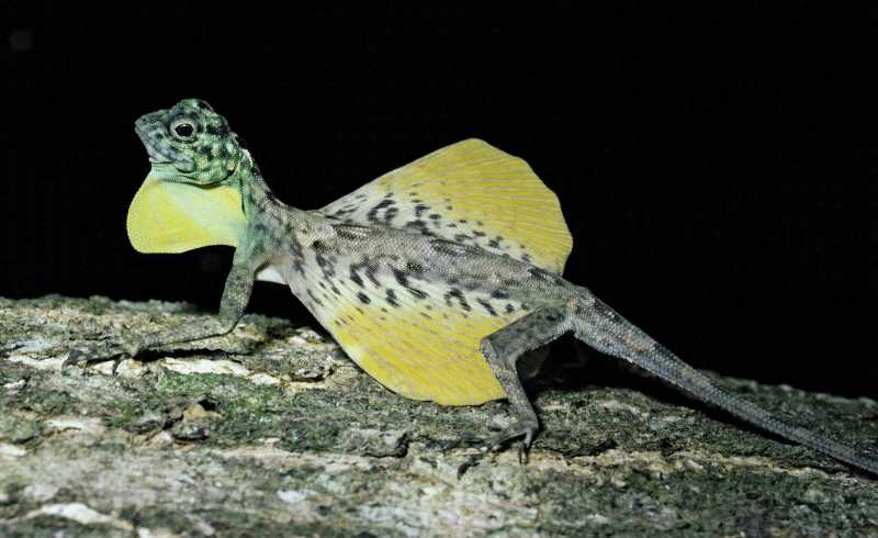 Ящерица летучий дракон Ящерица летучий дракон