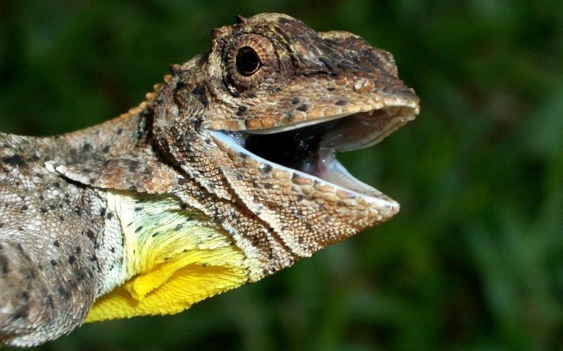 Голова ящерицы Голова ящерицы