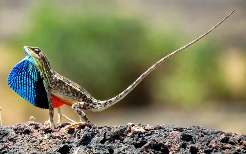 Маленький летучий дракон 