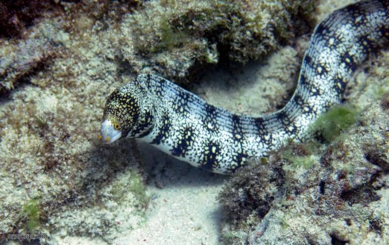 Рыба Мурена: как выглядит и чем питается, опасна ли для человека, размеры и где обитает