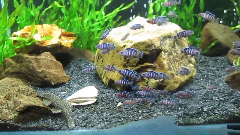 мальки демасони 