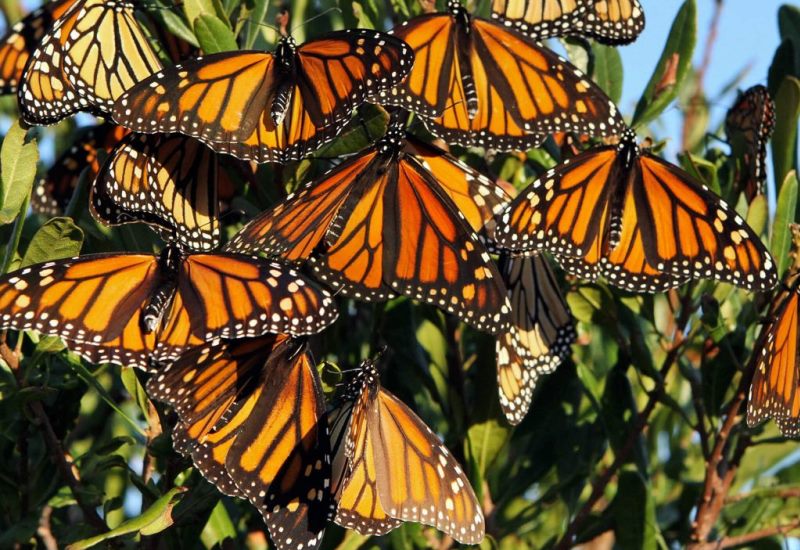 Стая бабочек