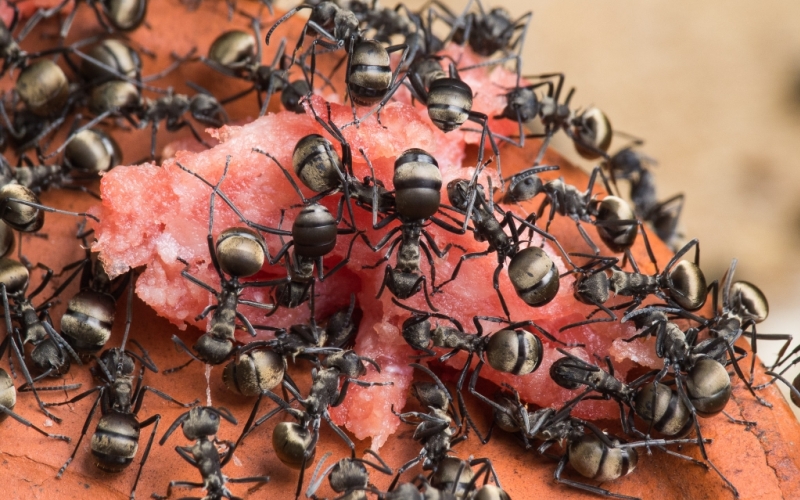 Есть колбасу Есть колбасу