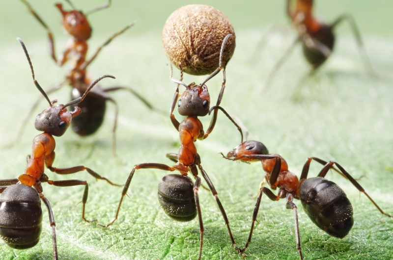 Муравей несет орех Муравей несет орех