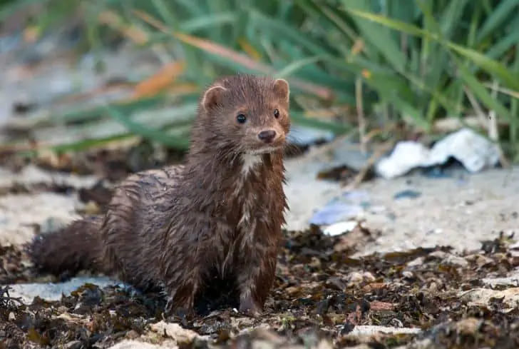 Животные, напоминающие хорьков