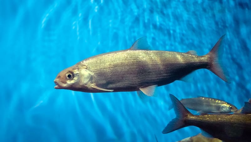 Омуль на Байкале