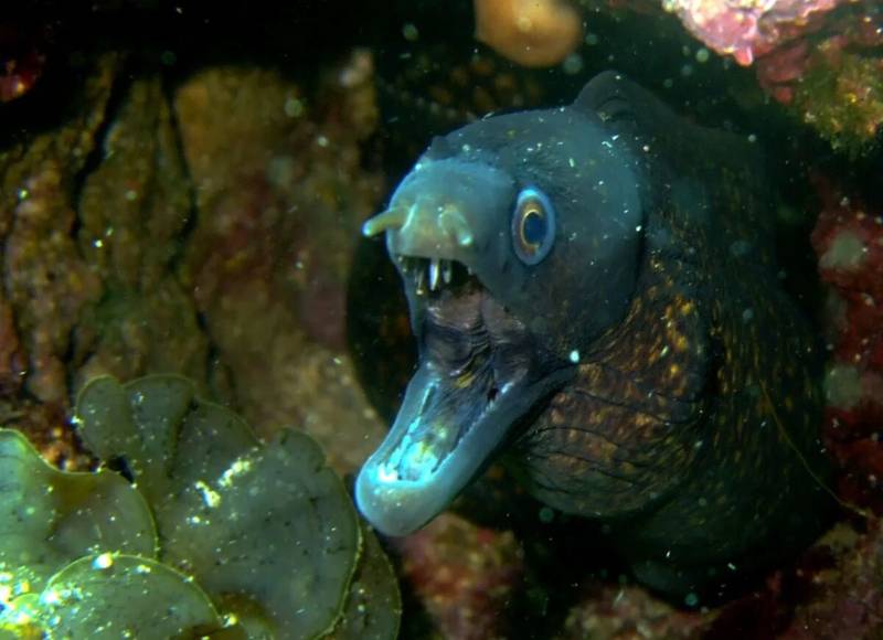 Рыба Мурена: как выглядит и чем питается, опасна ли для человека, размеры и где обитает