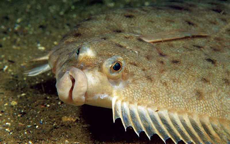 Голова палтуса Голова палтуса