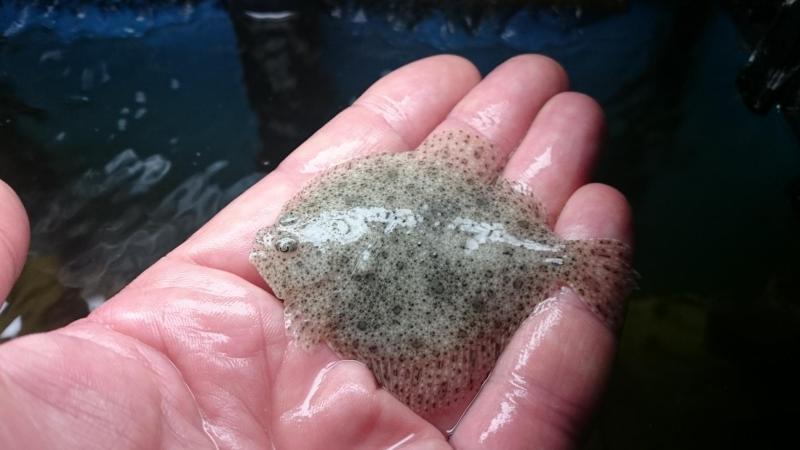 Палтус жареный Палтус жареный