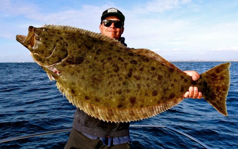 Большой палтус Большой палтус