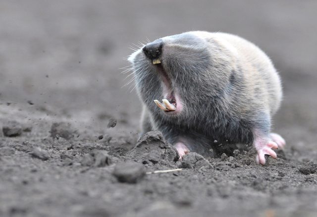 Слепыши питаются исключительно растениями, преимущественно корнями, клубнями, луковицами.
