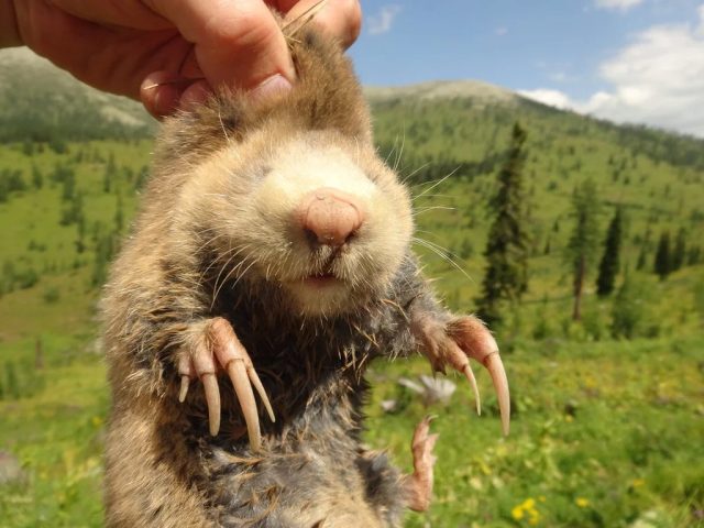 Пищевые предпочтения цокоров – лук, пырей, корнеплоды и бобовые.