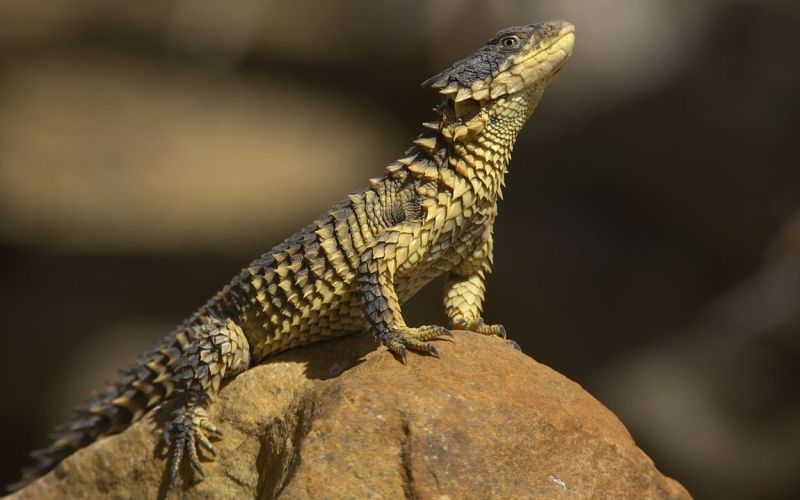 Сидит на камне Сидит на камне