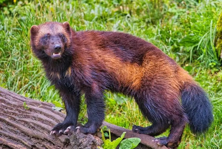 Животные, напоминающие хорьков