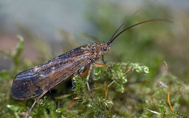 В траве В траве