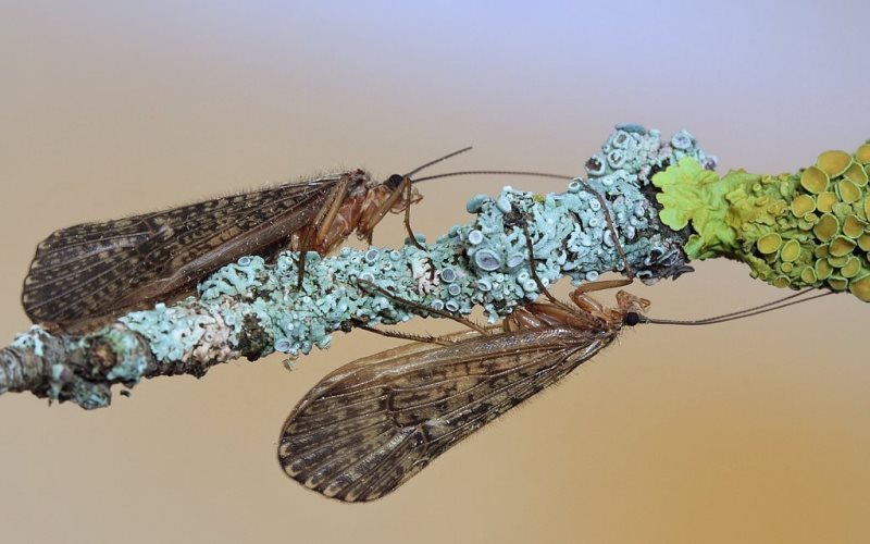 Кэддис летит на ветке Кэддис летит на ветке