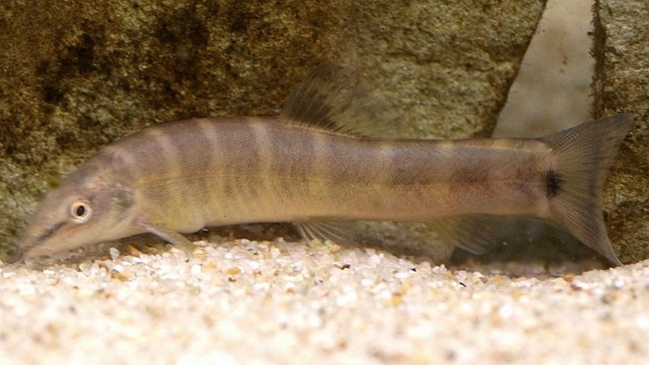 Рыба Аюмодоки, фото Рыба Аюмодоки, фото