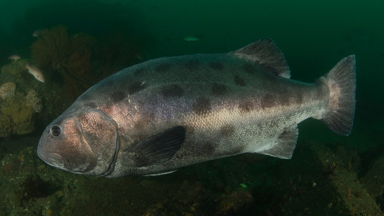 Рыба Гигантский морской окун, фото Рыба Гигантский морской окун, фото