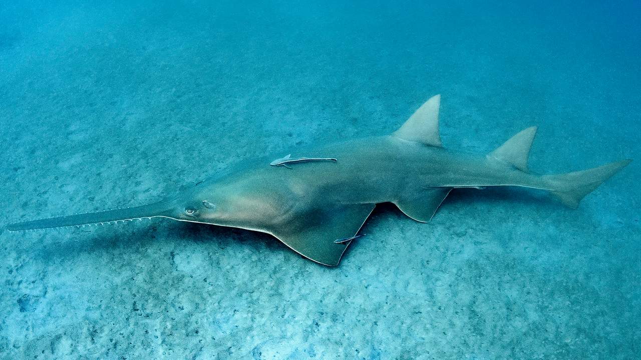 Рыба Гребенчатый пилорил, фото Рыба Гребенчатый пилорил, фото