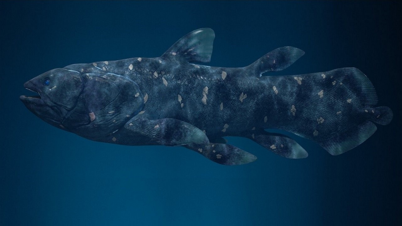 Рыба Латимерия, фото Рыба Латимерия, фото