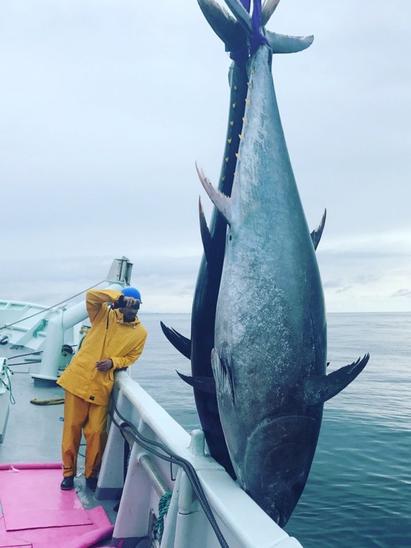 Голубой тунец: описание, где обитает, чем питается, цветовые вариации, размножение, интересные факты