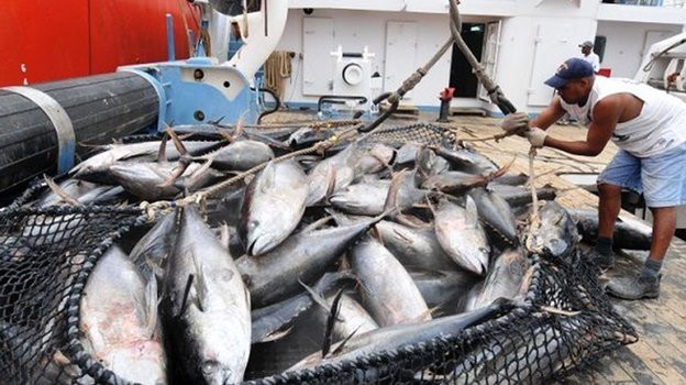 Голубой тунец: описание, где обитает, чем питается, цветовые вариации, размножение, интересные факты