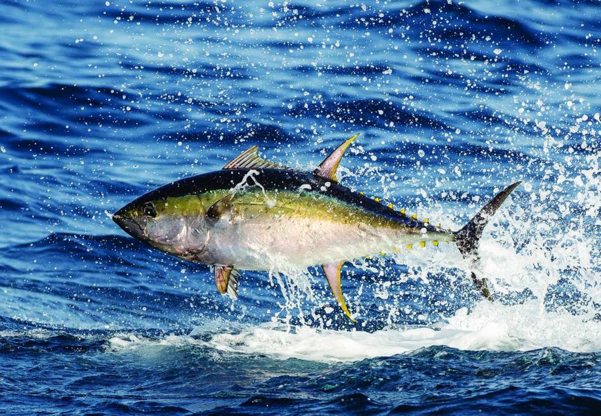 Голубой тунец: описание, где обитает, чем питается, цветовые вариации, размножение, интересные факты