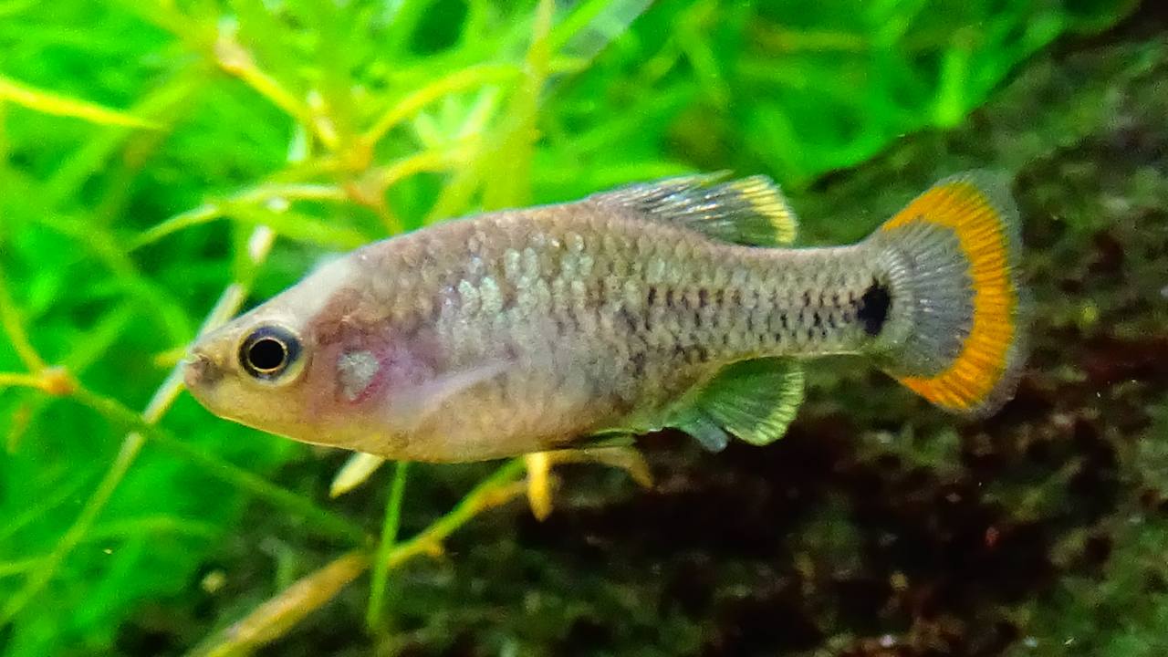 Рыба Зоогонетикус текила, фото Рыба Зоогонетикус текила, фото