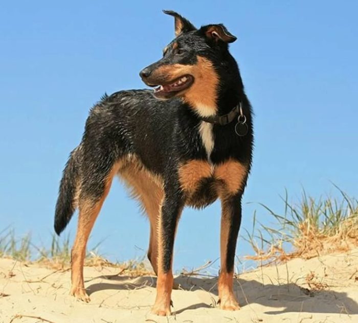 Окрас черно-подпалый Окрас черно-подпалый