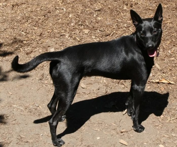 Черный окрас келпи Черная келпи