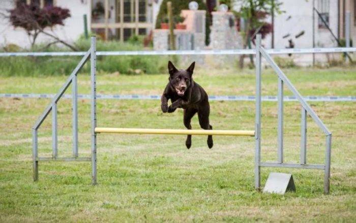Дрессировка келпи Дрессировка келпи