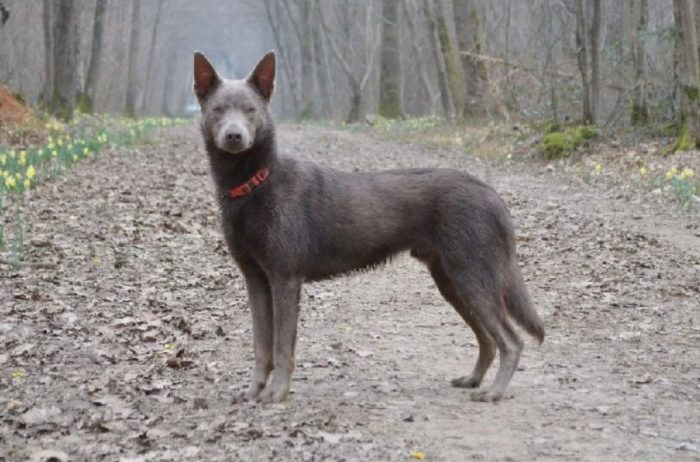 Окрас арлекин Келпи дымчатый