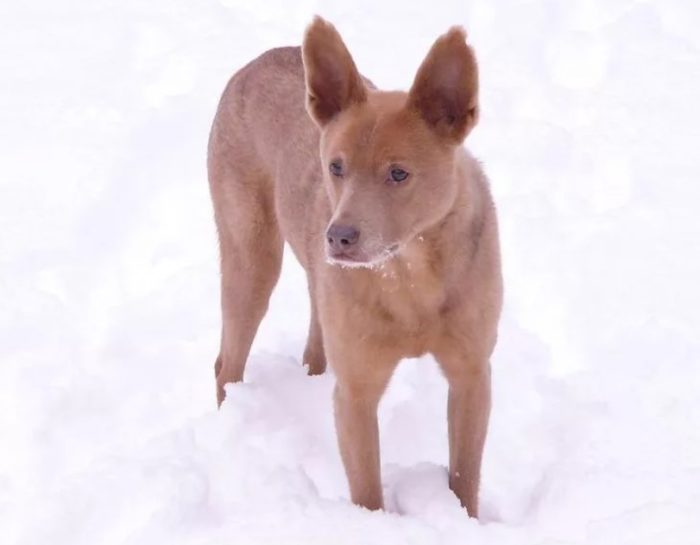 Кремового цвета Келпи кремово-бледный