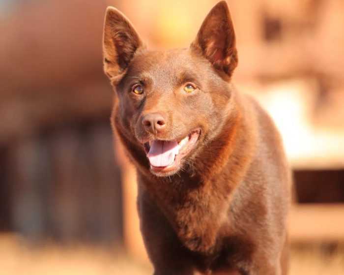 Рыжий келпи Рыжий келпи