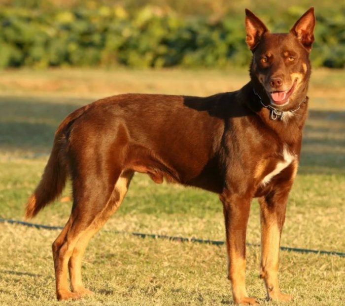 Окрас рыже-подпалый Рыжий келпи