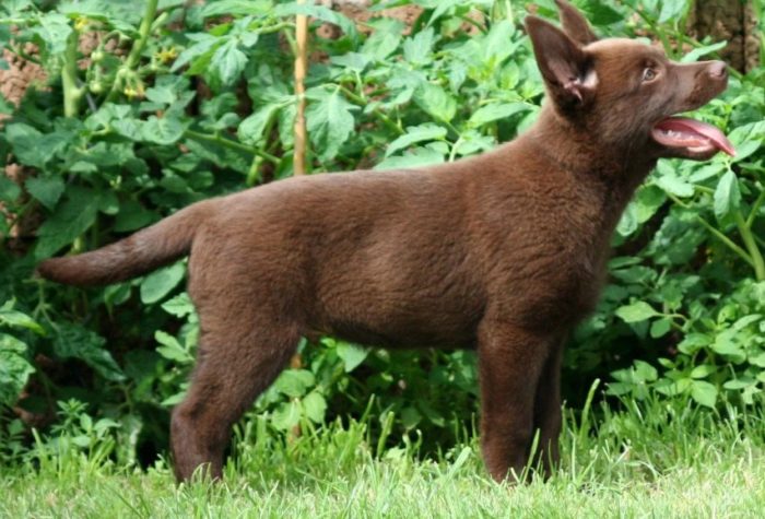 Шоколадная расцветка Шоколадный келпи