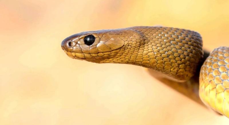 Голова тайпана Голова тайпана