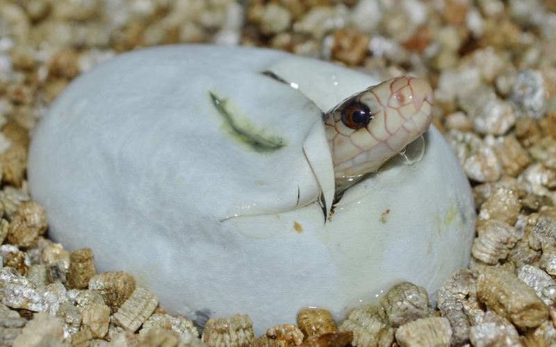 Детеныш тайпана Детеныш тайпана