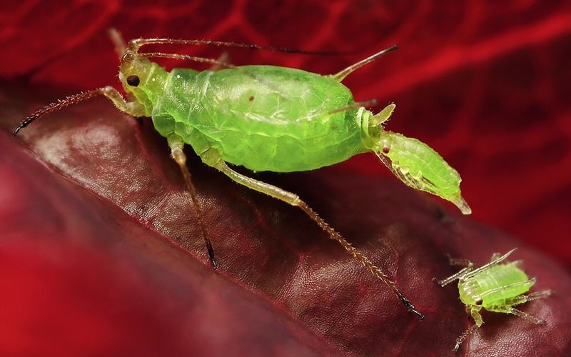 Размножение тли Размножение тли