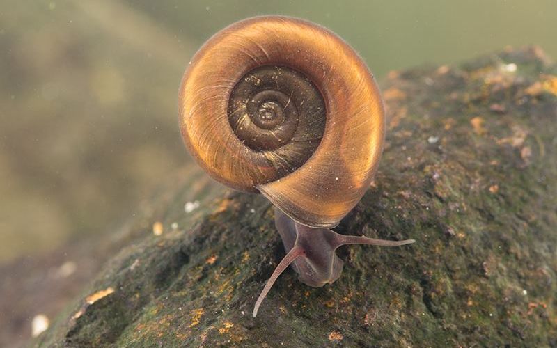 спираль улитки в природе