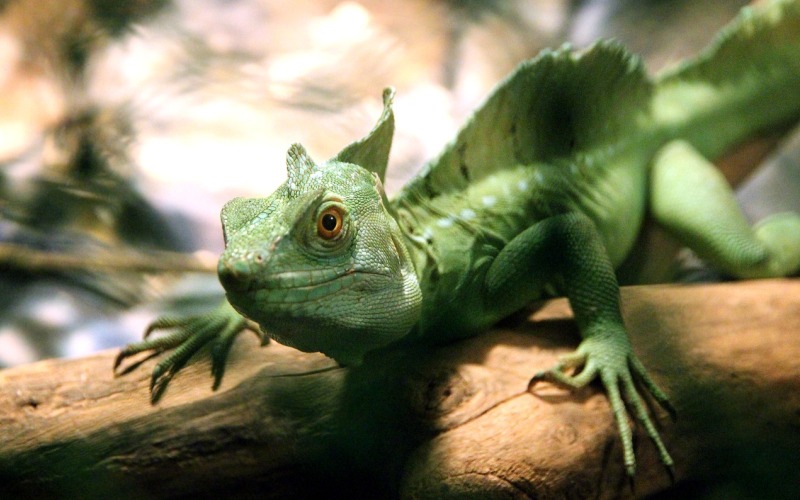 голова ящерицы