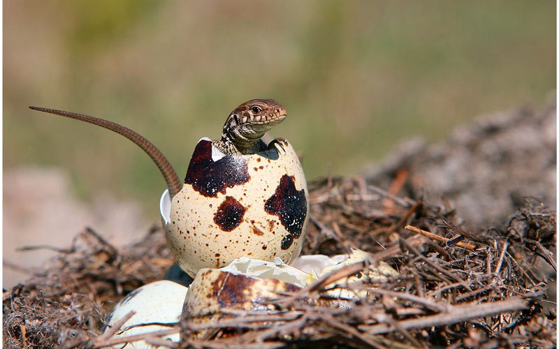 Детеныш ящерицы