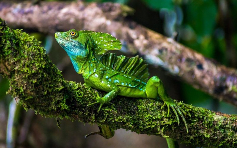 Красивая ящерица