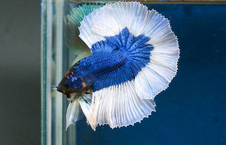 Сколько живут рыбки петухи (30 фото): продолжительность жизни в домашних условиях, как продлить, как определить возраст