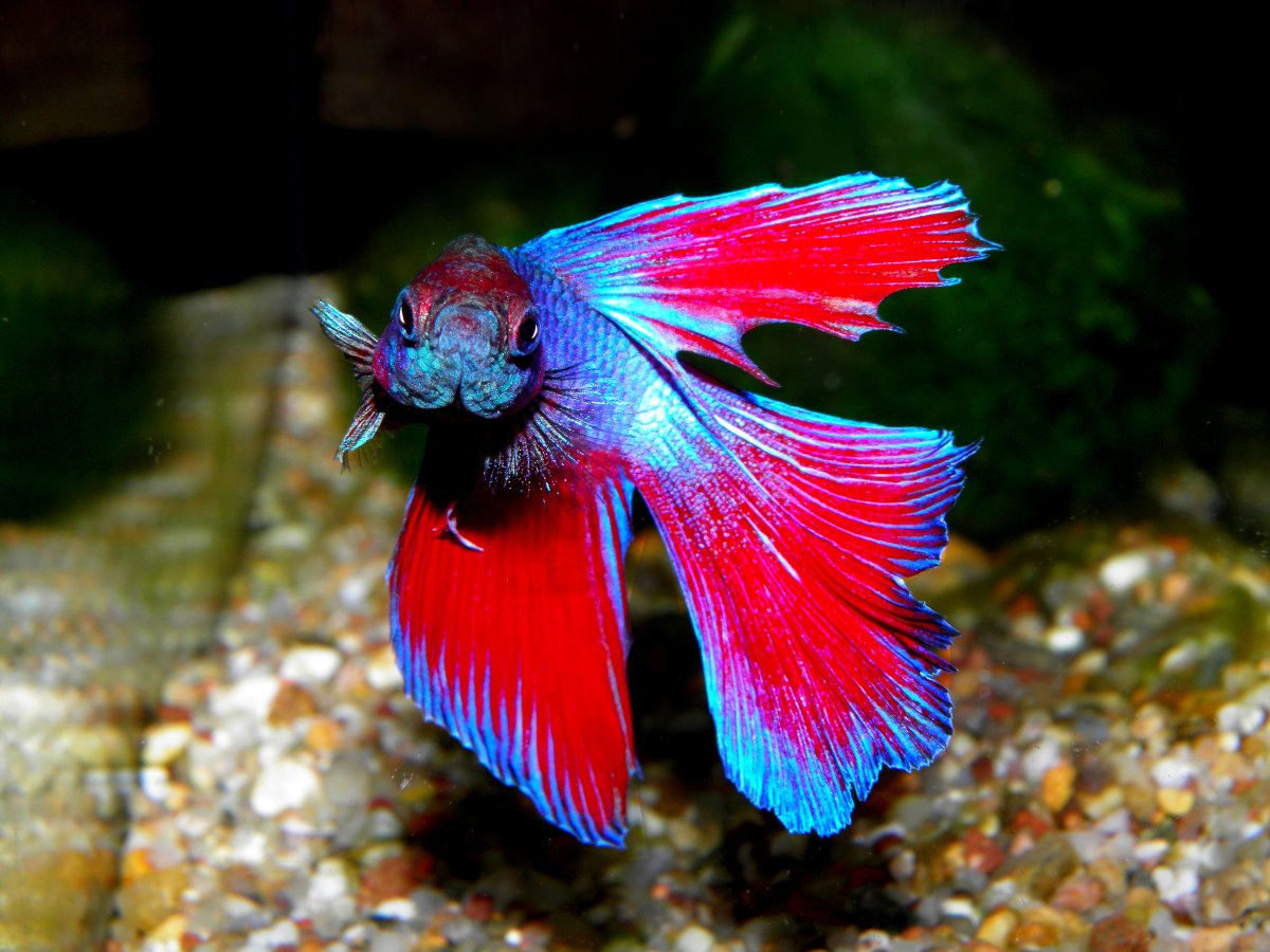 Сколько живут рыбки петухи (30 фото): продолжительность жизни в домашних условиях, как продлить, как определить возраст