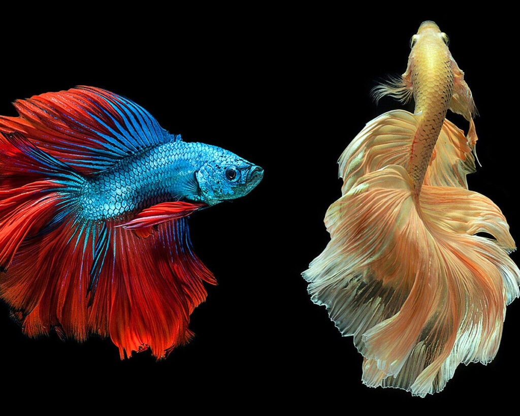 Сколько живут рыбки петухи (30 фото): продолжительность жизни в домашних условиях, как продлить, как определить возраст