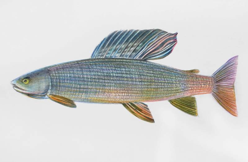 Хариус: описание байкальской речной рыбы, где водится, как выглядит и к какому семейству относится, является ли краснокнижной рыбой